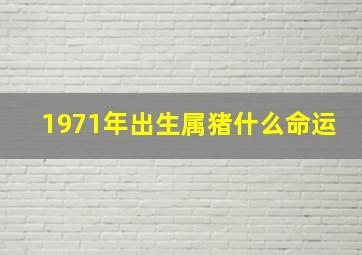 1971年出生属猪什么命运