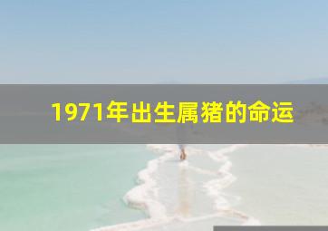 1971年出生属猪的命运