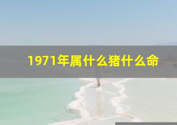 1971年属什么猪什么命