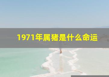 1971年属猪是什么命运