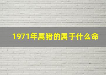 1971年属猪的属于什么命