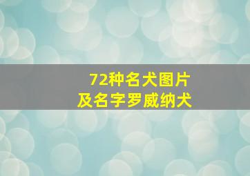 72种名犬图片及名字罗威纳犬