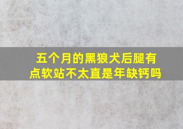 五个月的黑狼犬后腿有点软站不太直是年缺钙吗