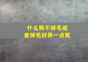 什么狗不掉毛或者掉毛好养一点呢