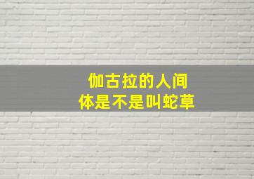 伽古拉的人间体是不是叫蛇草