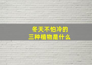 冬天不怕冷的三种植物是什么