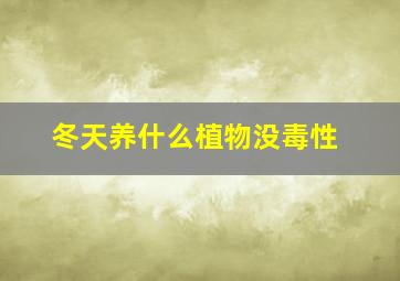 冬天养什么植物没毒性