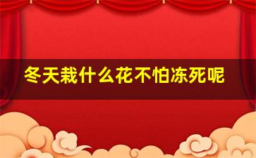 冬天栽什么花不怕冻死呢