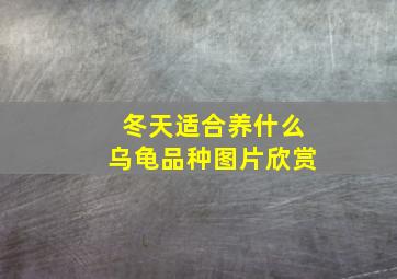 冬天适合养什么乌龟品种图片欣赏