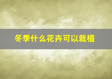 冬季什么花卉可以栽植