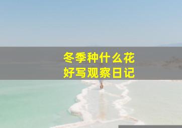 冬季种什么花好写观察日记