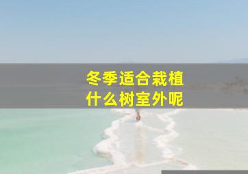 冬季适合栽植什么树室外呢