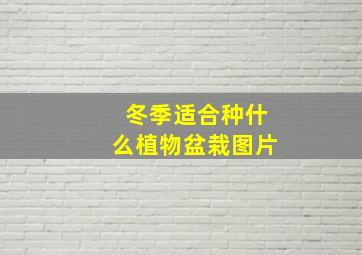 冬季适合种什么植物盆栽图片