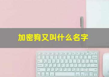 加密狗又叫什么名字