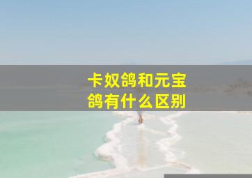 卡奴鸽和元宝鸽有什么区别