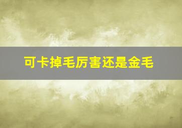 可卡掉毛厉害还是金毛