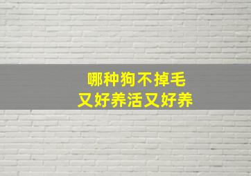 哪种狗不掉毛又好养活又好养