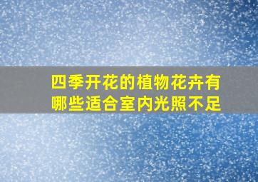 四季开花的植物花卉有哪些适合室内光照不足