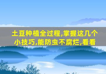 土豆种植全过程,掌握这几个小技巧,能防虫不腐烂,看看