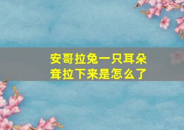 安哥拉兔一只耳朵耷拉下来是怎么了