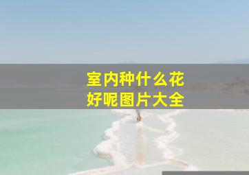 室内种什么花好呢图片大全