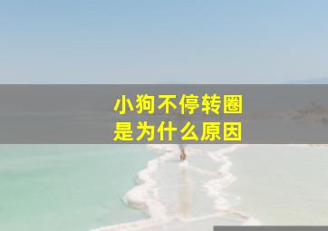 小狗不停转圈是为什么原因