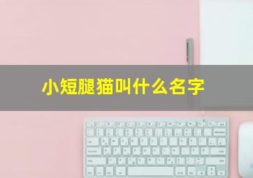 小短腿猫叫什么名字