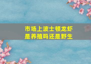 市场上波士顿龙虾是养殖吗还是野生