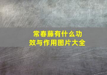 常春藤有什么功效与作用图片大全