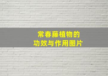 常春藤植物的功效与作用图片