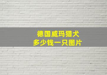 德国威玛猎犬多少钱一只图片