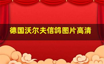 德国沃尔夫信鸽图片高清