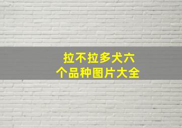 拉不拉多犬六个品种图片大全