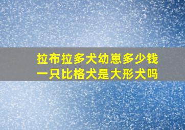 拉布拉多犬幼崽多少钱一只比格犬是大形犬吗