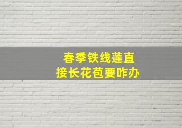 春季铁线莲直接长花苞要咋办