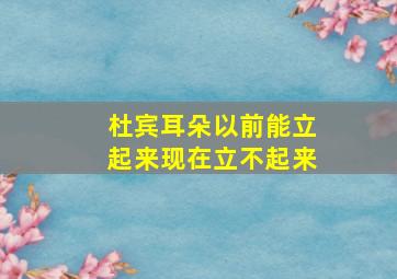 杜宾耳朵以前能立起来现在立不起来