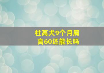 杜高犬9个月肩高60还能长吗