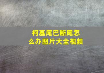 柯基尾巴断尾怎么办图片大全视频