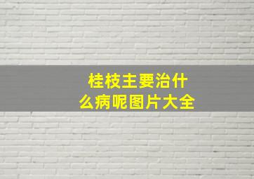 桂枝主要治什么病呢图片大全