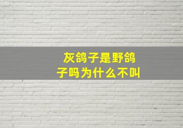 灰鸽子是野鸽子吗为什么不叫