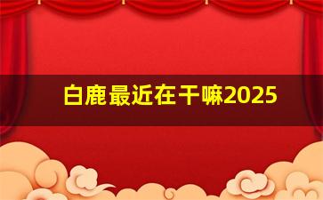 白鹿最近在干嘛2025