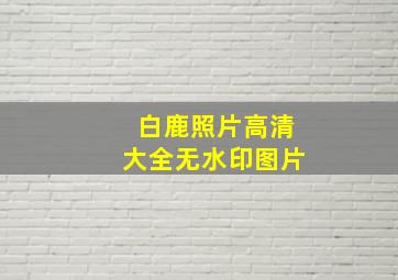 白鹿照片高清大全无水印图片