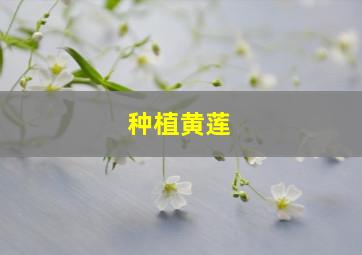 种植黄莲