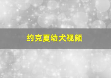 约克夏幼犬视频