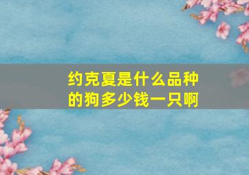 约克夏是什么品种的狗多少钱一只啊