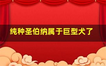 纯种圣伯纳属于巨型犬了