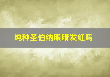 纯种圣伯纳眼睛发红吗