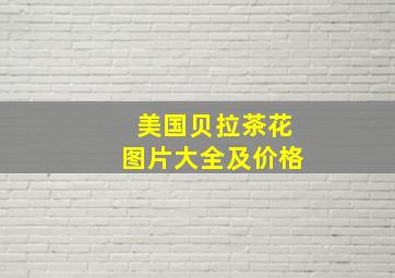 美国贝拉茶花图片大全及价格