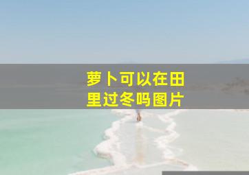 萝卜可以在田里过冬吗图片