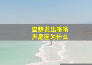 蜜蜂发出嗡嗡声是因为什么